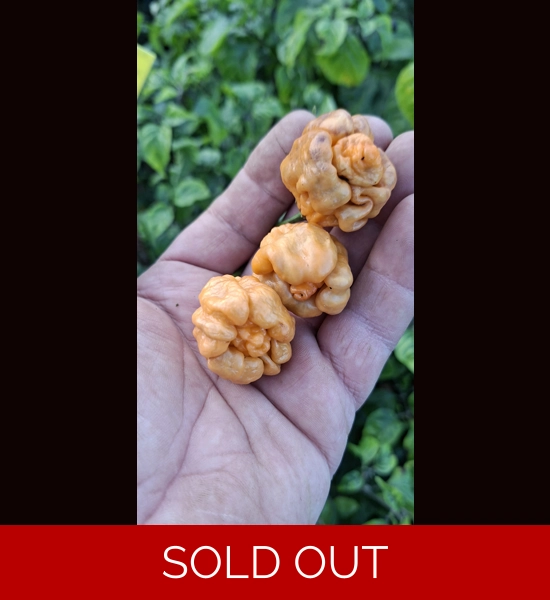 PURPLE GHOST SCORPION orange  (10+seeds)